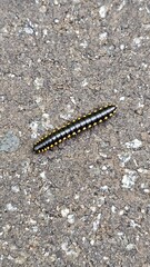 Caterpillar crawling on asphalt