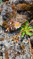 A delicate pink flower bloomed on the stones, the strength of life, the will to win