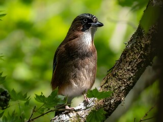 森の中の木陰で枝に留まって周りを見渡しているカケス