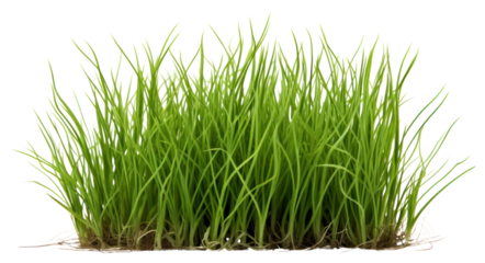 PNG Grass plant tranquility agriculture.