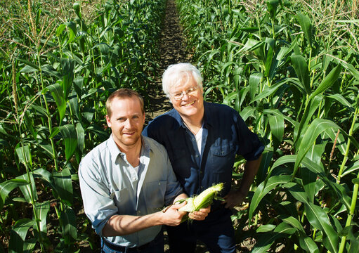 Men Checking Corn in Cornfield