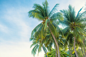 Fototapeta premium Coconut palm trees with nuts against clear blue sky on Patong beach, Phuket island, Thailand. Tropical nature background