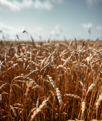A vast and expansive field of golden wheat swaying gently under a serene and clear blue sky