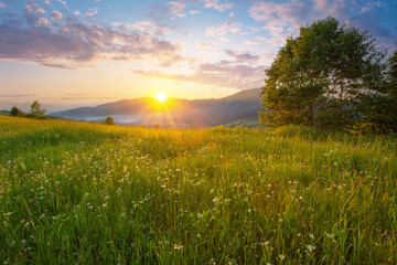 An awesome scenery of summer green hills under a gorgeous sunset sky with clouds. Wildflowers on a green grass meadow.