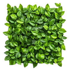 Fototapeta premium PNG Neatly arranged green leaves in square