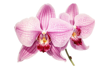 Fototapeta premium Botanical illustration of orchid flower, isolated on white background.