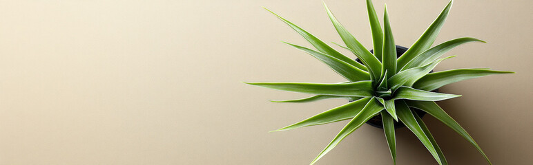 Obraz premium air plant centered on a neutral background, with clean lines and ample space for text