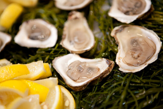 Close-up of Oysters