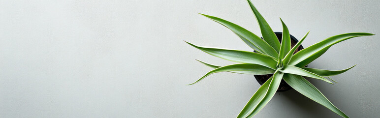 air plant centered on a neutral background, with clean lines and ample space for text