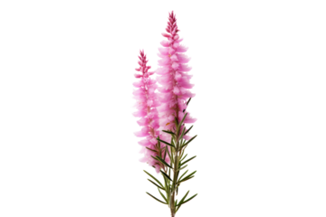 single heather flower in full bloom isolated on white background