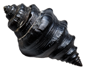 PNG Unique black spiral shell found on the beach