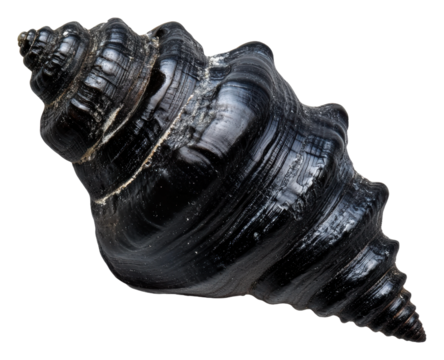 PNG Unique black spiral shell found on the beach