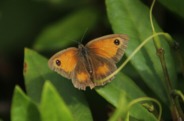 butterfly on leaf