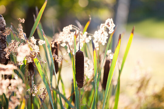 Cattails, Muskoka, Ontario, Canada
