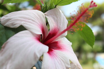 fiore di hibisco