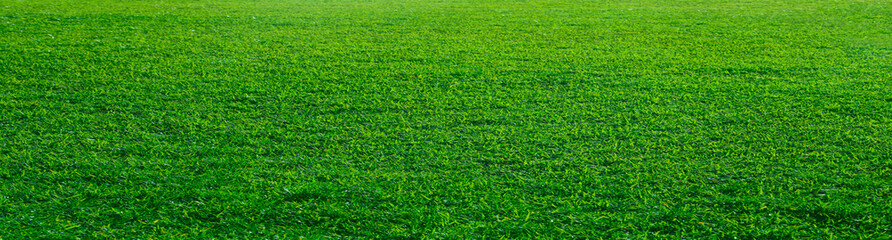landscape green grass field in long perspective. Close-up green grass meadow without trees. empty...
