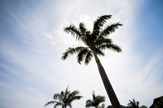 Palm Tree, Negril, Jamaica