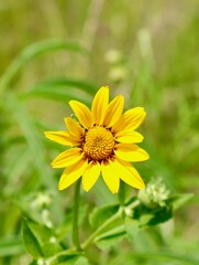 A close view of the yellow wildflower in the field.