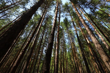 Fototapeta premium Karakan Pine Forest. National forest situated in Siberia.