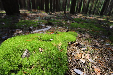 Karakan Pine Forest. National forest situated in Siberia.