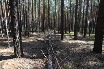 Karakan Pine Forest. National forest situated in Siberia.