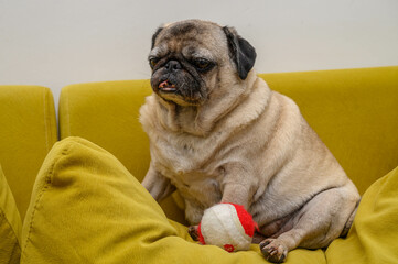 old pug lies on a yellow pillow with a ball