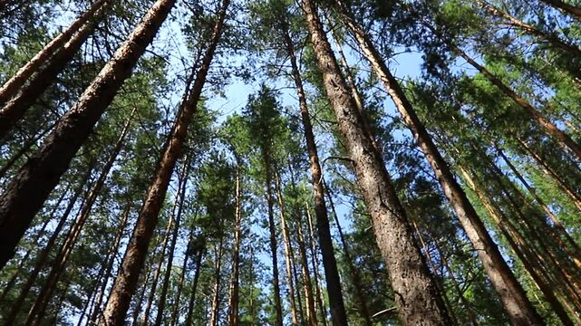 Karakan Pine Forest. National forest situated in Siberia.