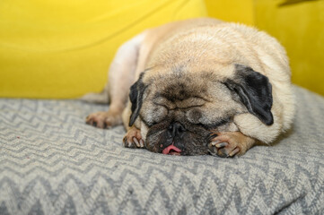Obraz premium old pug resting on the sofa