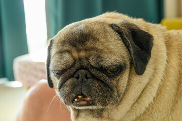 close-up portrait of an old sad pug