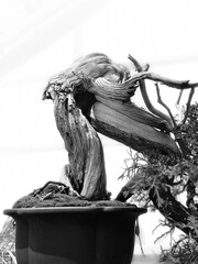 Sarggent Juniper Bonsai, Juniperus Chinensis, on display at the Brooklyn Botanical Gardens, New York, USA.