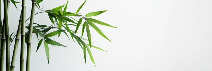 A close-up of the leaves of a bamboo plant.