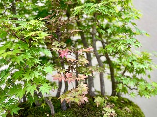 Close-up, Japanese Maple Bonsai, Acer Palmatum
