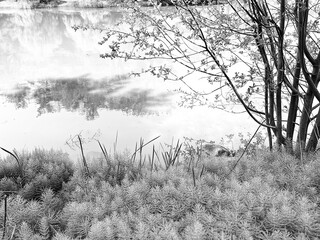 Lake, Weeds and Relections in Lake