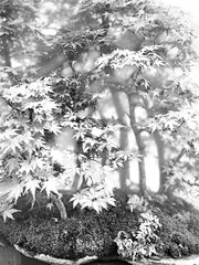 Close-up, Japanese Maple Bonsai, Acer Palmatum
