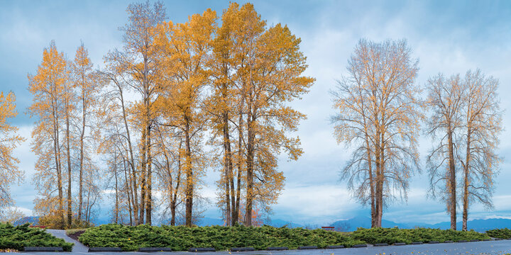 Poplar Trees in Autumn, Deas Island Regional Park, Vancouver, British Columbia, Canada