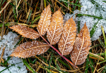 Close-up of the frosted patterns on mountain ash leaves laying on frosted grass on the ground; Calgary, Alberta, Canada