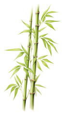 Fototapeta premium PNG Bamboo plant freshness asparagus.