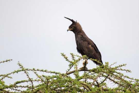 Portrait of a long-crested eagle (Lophaetus occipitalis) standing on a tree-top looking outward near Ndutu in the Ngorongoro Crater Conservation Area; Tanzania