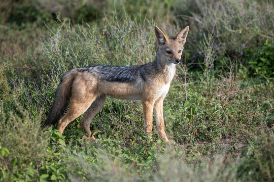 Close-up portrait of a black-backed jackal (Canis mesomelas) standing on the savanna near Ndutu in Ngorongoro Crater Conservation Area; Tanzania