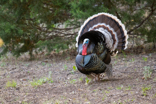 Portrait of a Male Gould's Turkey (Meleagris gallopavo mexicana) displaying at Cave Ranch in the Chiricahua Mountains of Southeast Arizona; Arizona, United States of America