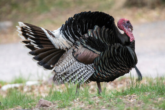 Close-up portrait of a Male Gould's Turkey (Meleagris gallopavo mexicana) displaying at Cave Ranch in the Chiricahua Mountains of Southeast Arizona; Arizona, United States of America