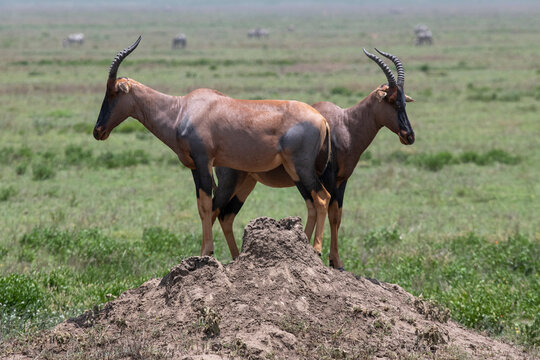 A pair of Topi Antelope (Damaliscus lunatus) standing on a termite mound in Serengeti National Park; Tanzania