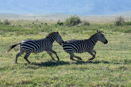 Common Zebras (Equus quagga) stallions running and fighting at Ngorongoro Crater; Tanzania