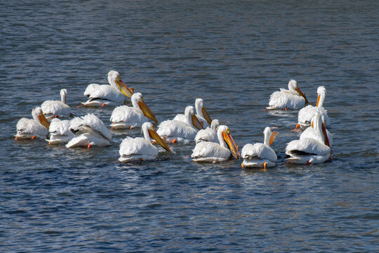 Group of American White Pelicans (Pelecanus erythrorhynchos) swimming at the Walden Ponds Wildlife Habitat in Boulder, Colorado; Boulder, Colorado, United States of America