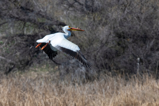 American White Pelicans (Pelecanus erythrorhynchos) with caruncles on beak in flight at the Walden Ponds Wildlife Habitat in Boulder, Colorado; Boulder, Colorado, United States of America