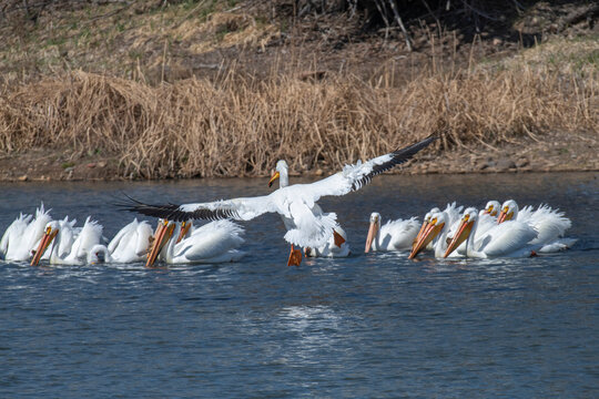 American White Pelican (Pelecanus erythrorhynchos) about to land and join group swimming at the Walden Ponds Wildlife Habitat in Boulder, Colorado; Boulder, Colorado, United States of America