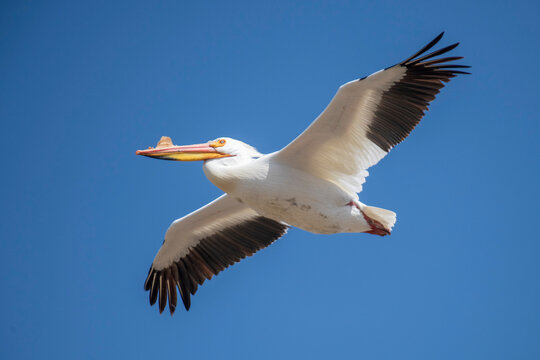 American White Pelican (Pelecanus erythrorhynchos) in flight against a bright blue sky at the Walden Ponds Wildlife Habitat in Boulder, Colorado; Boulder, Colorado, United States of America
