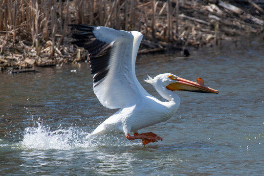 American White Pelican (Pelecanus erythrorhynchos) about to land on water at the Walden Ponds Wildlife Habitat in Boulder, Colorado; Boulder, Colorado, United States of America