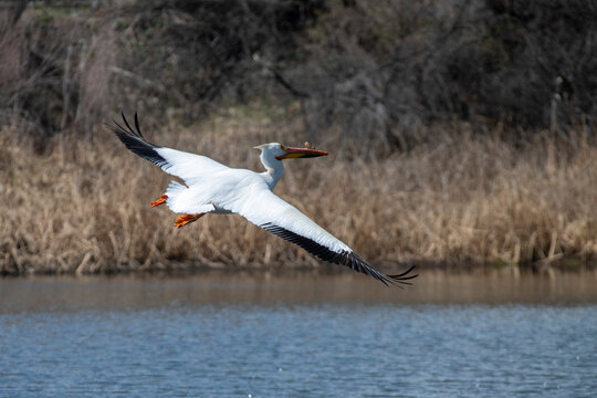 American White Pelican (Pelecanus erythrorhynchos) in flight over the water at the Walden Ponds Wildlife Habitat in Boulder, Colorado; Boulder, Colorado, United States of America