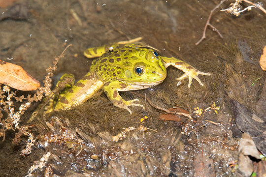 Close-up portrait of a Chiricahua Leopard Frog (Lithobates chiricahuensis) at Cave Creek Ranch in the Chiricahua Mountains of Southeast Arizona; Arizona, United States of America
